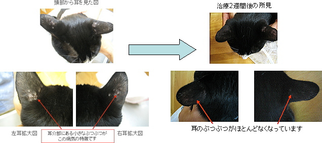 あいの動物病院治療成績1