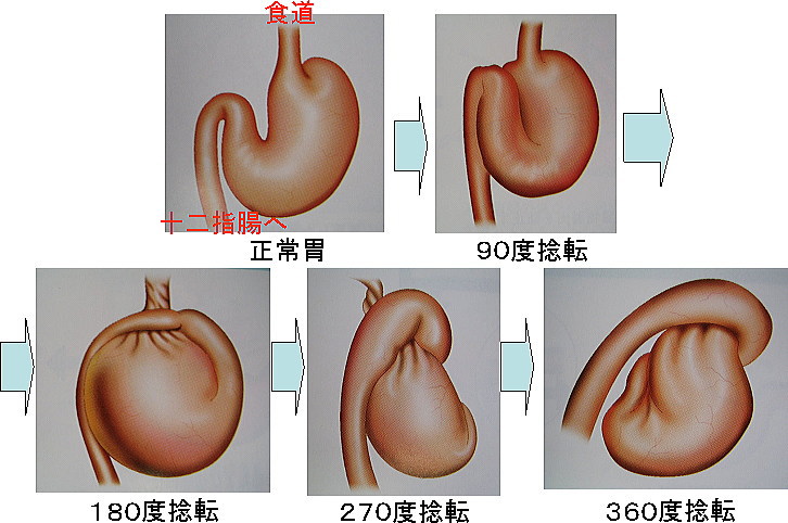 あいの動物病院治療成績１