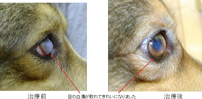 犬 角膜 ジストロフィー 【獣医師監修】犬の目が白い。この症状から考えられる原因や病気は？｜hotto（ホット）